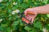 Metszőolló mellévágó kézvédős 20cm  BLACK+DECKER