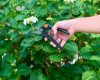 Metszőolló mellévágó 20cm  BLACK+DECKER