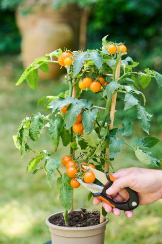 Kerti virágvágó 15cm  BLACK+DECKER